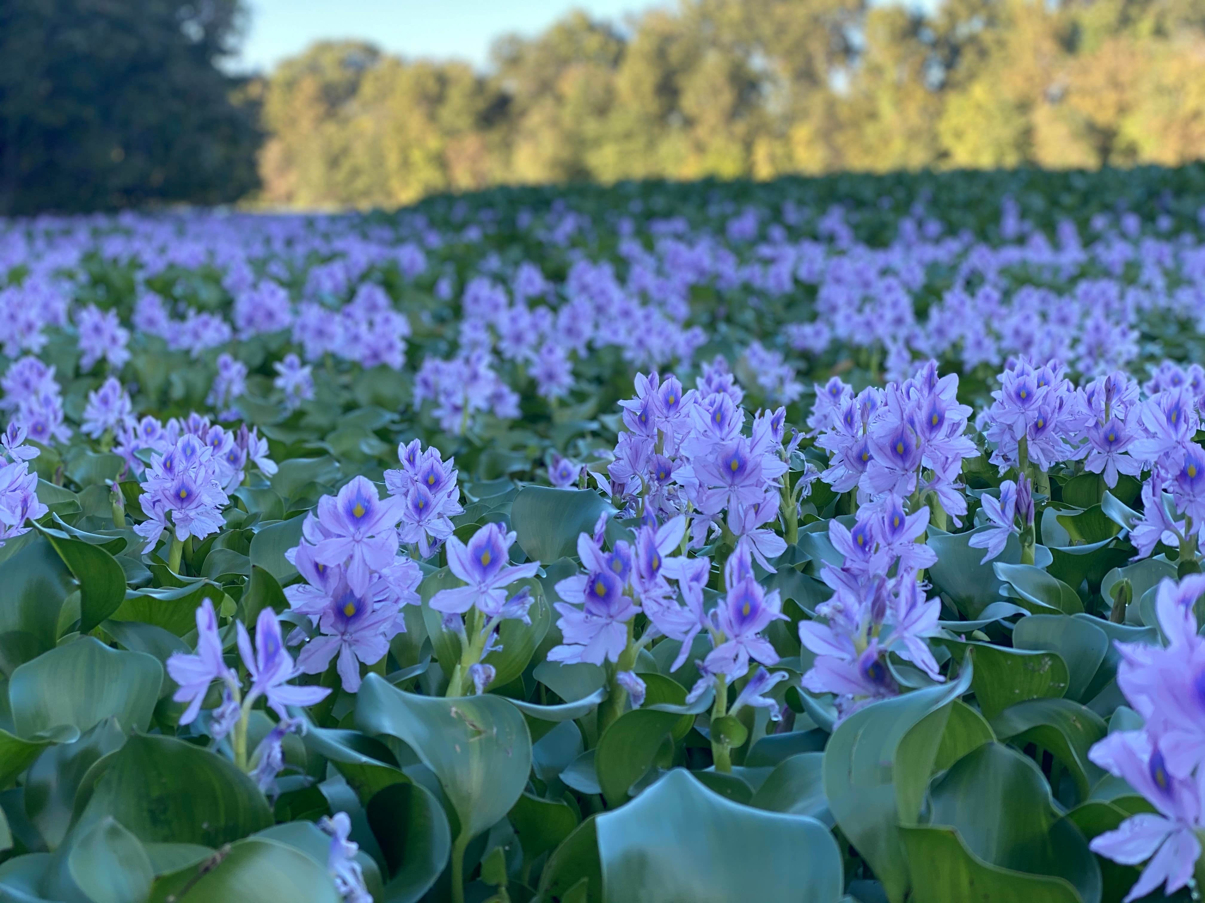 Camper-submitted photo at Willow Beach near Hensley, AR