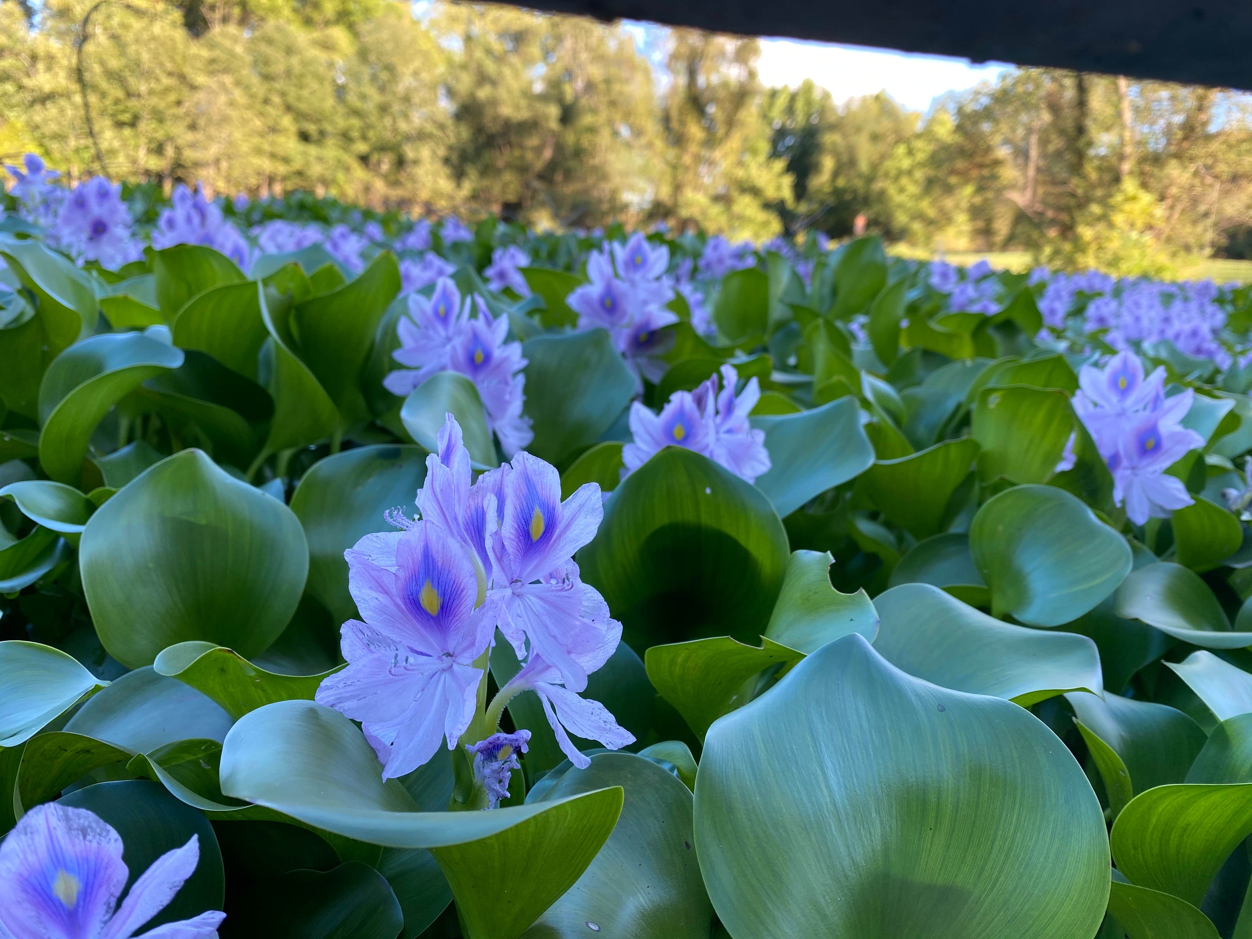 Camper-submitted photo at Willow Beach near Hensley, AR