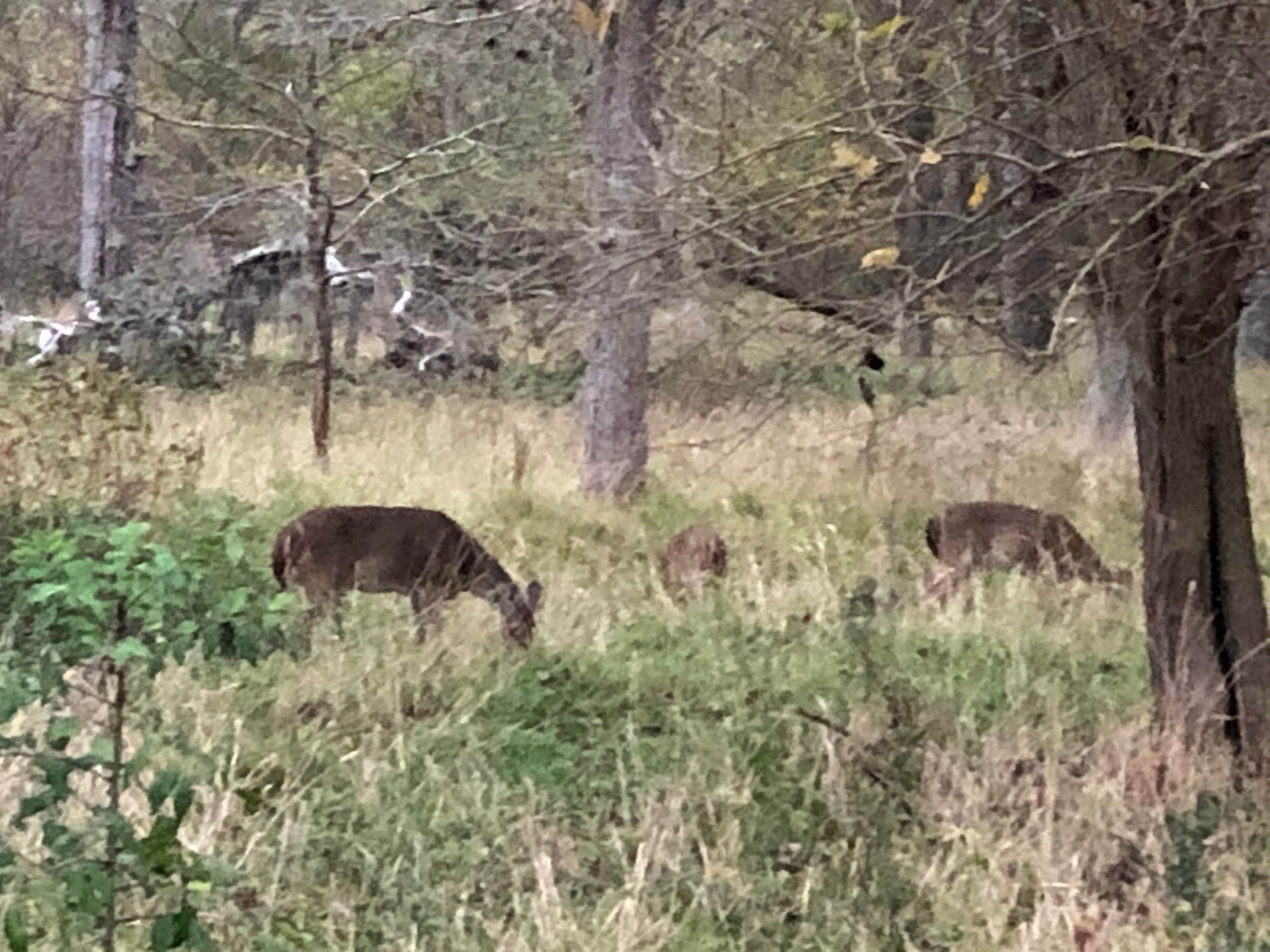 Camper-submitted photo at Stephen F. Austin State Park Campground near Cedar Creek, TX