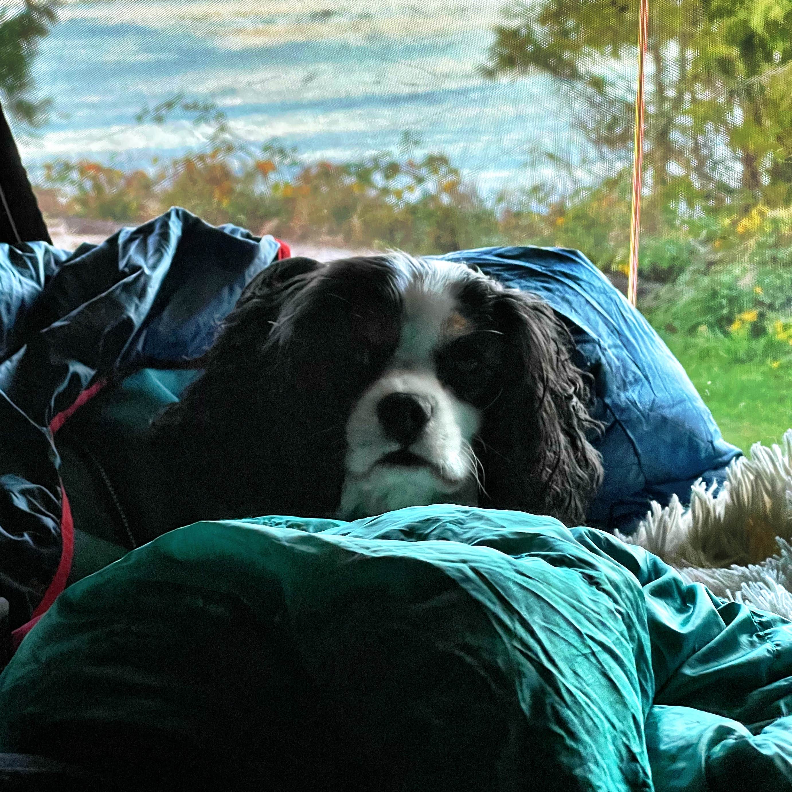 Blaine H.'s photo of camping with pets at Whiskey Creek Beach NW near Port Angeles, WA