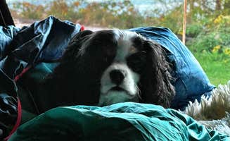 Blaine H.'s photo of camping with pets at Whiskey Creek Beach NW near Port Angeles, WA