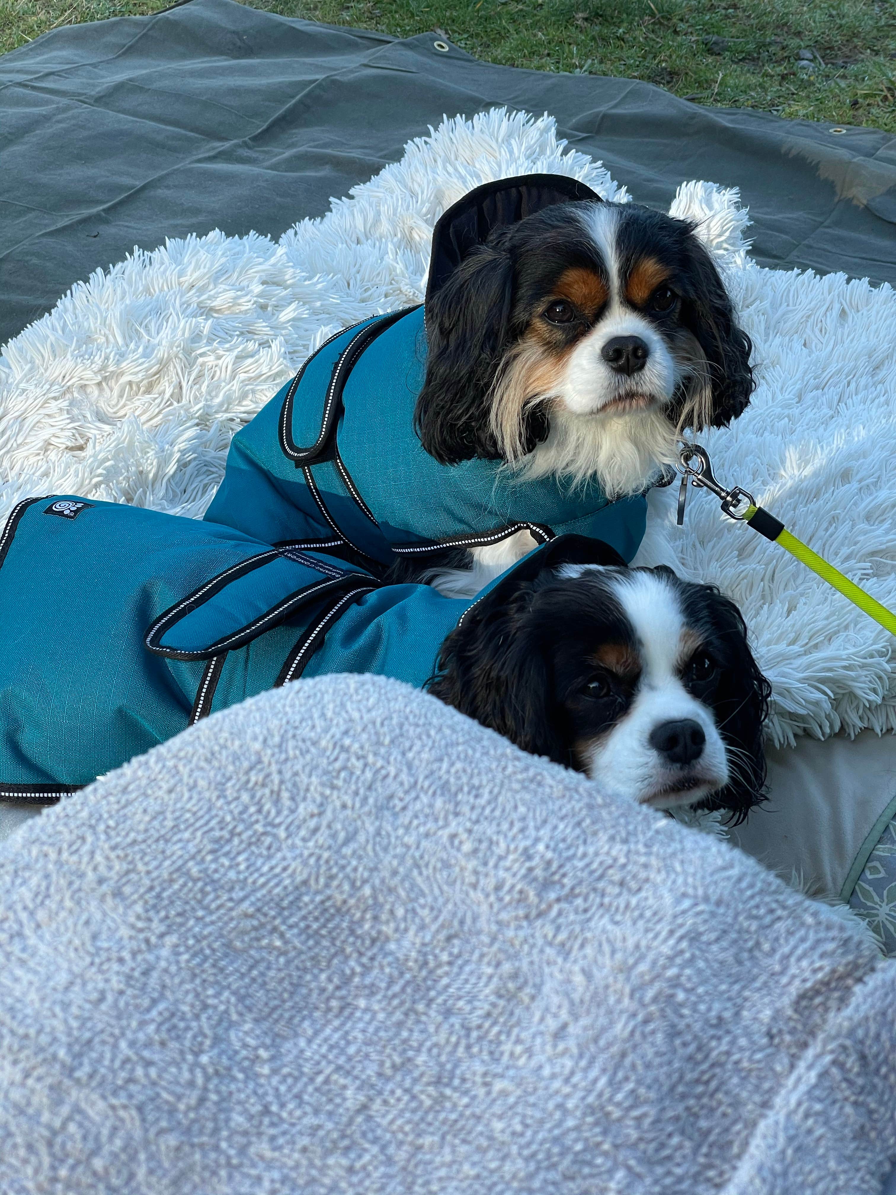 Blaine H.'s photo of camping with pets at Whiskey Creek Beach NW near Port Angeles, WA