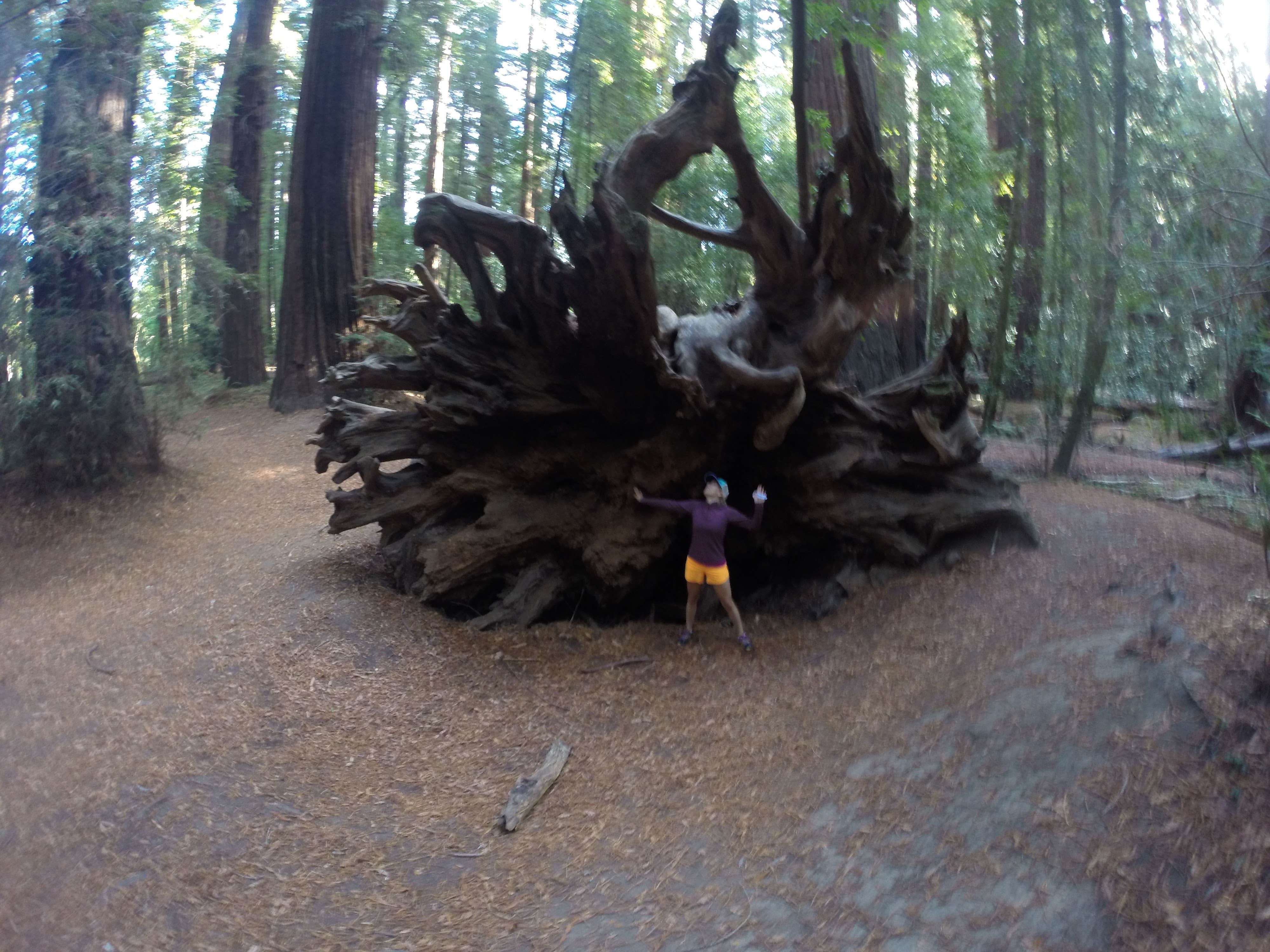 Hendy Woods State Park Campground | Mendocino, CA