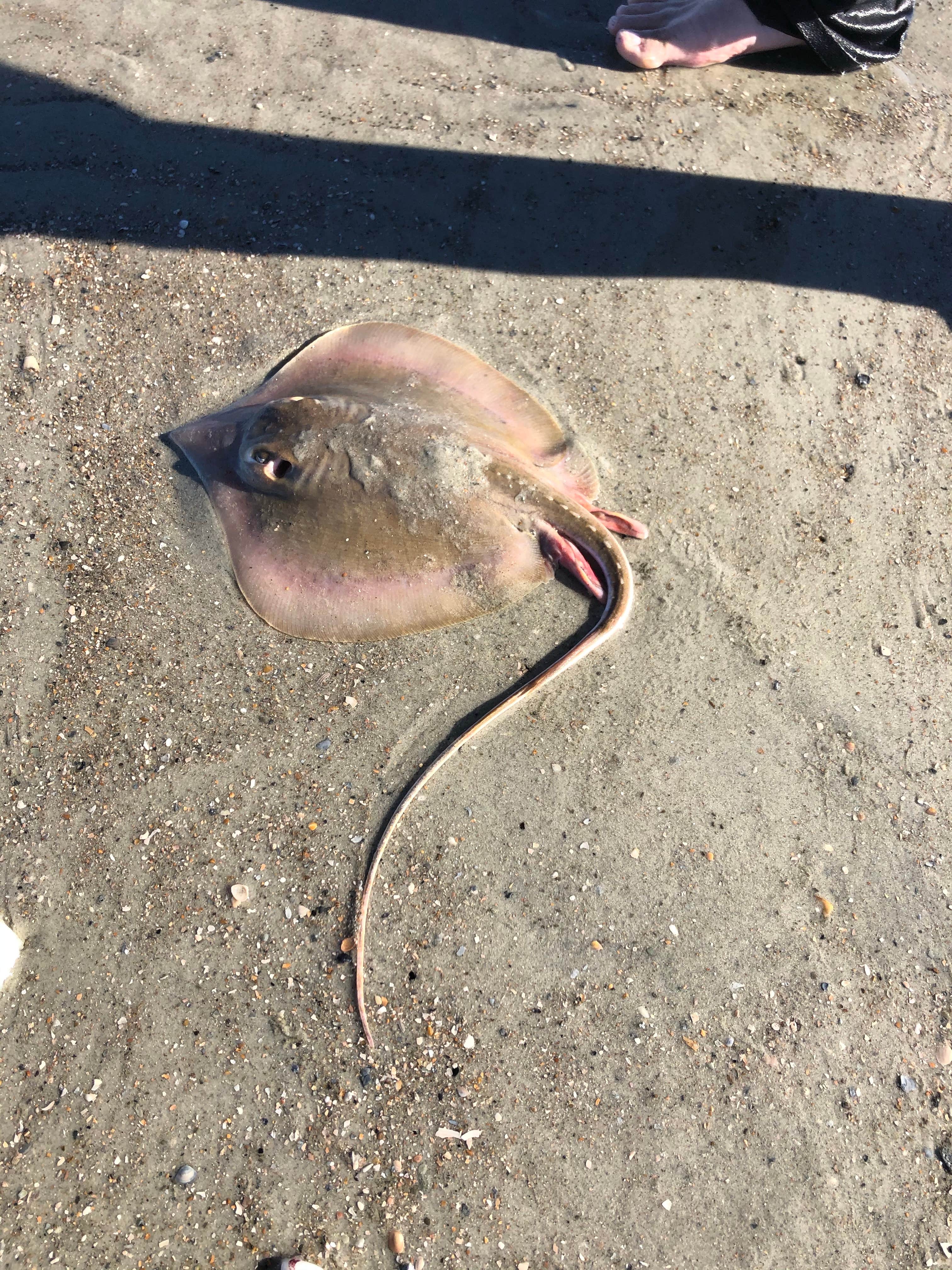 Camper-submitted photo at Hunting Island State Park Campground in South Carolina