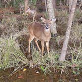 Review photo of Fontainebleau State Park Campground by Abraham H., December 7, 2020