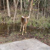 Review photo of Fontainebleau State Park Campground by Abraham H., December 7, 2020