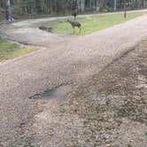 Review photo of Fontainebleau State Park Campground by Abraham H., December 7, 2020
