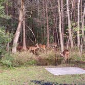 Review photo of Fontainebleau State Park Campground by Abraham H., December 7, 2020