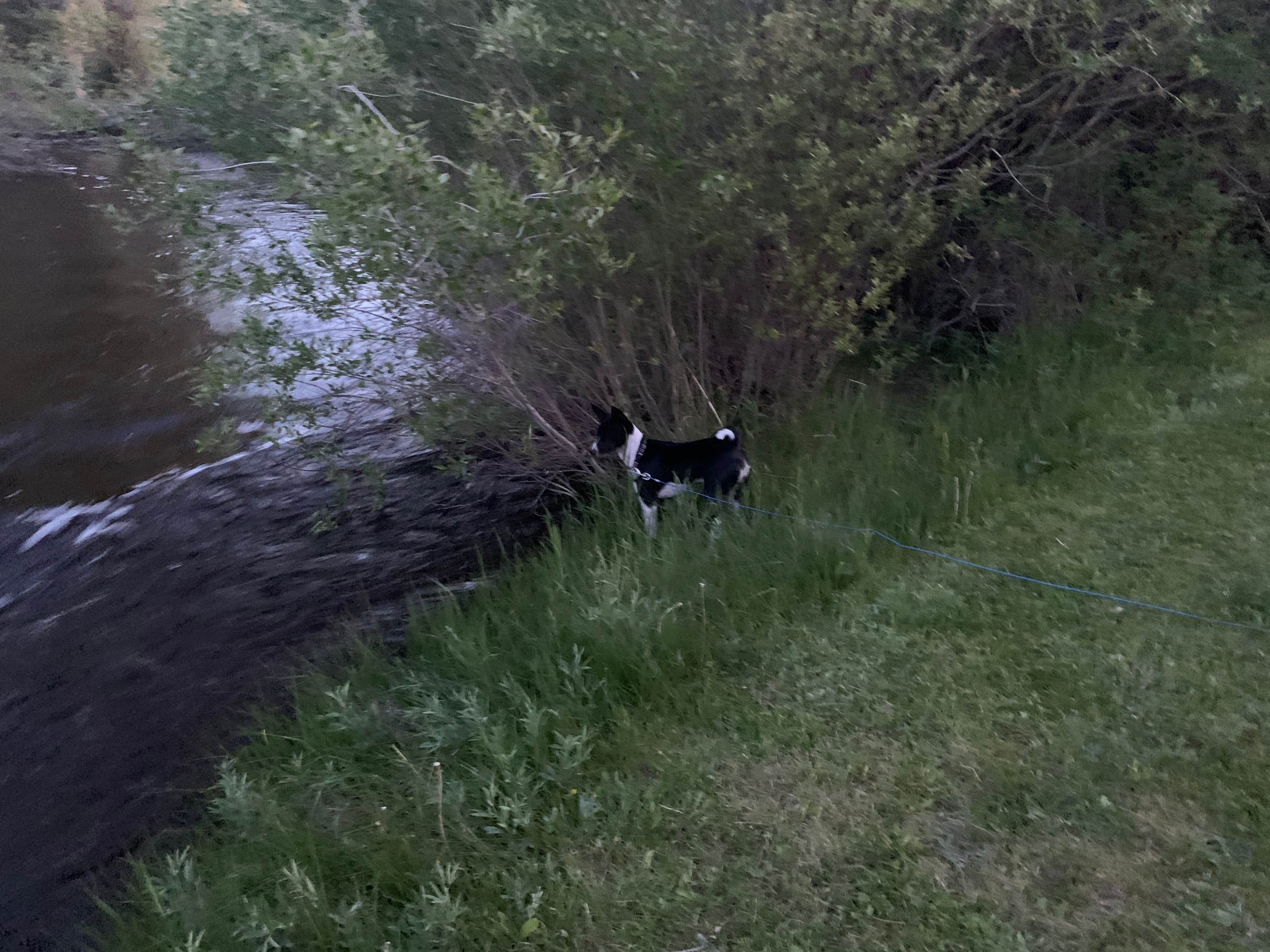 Richard M.'s photo of camping with pets at Vigilante Campground — Bannack State Park near Salmon, ID