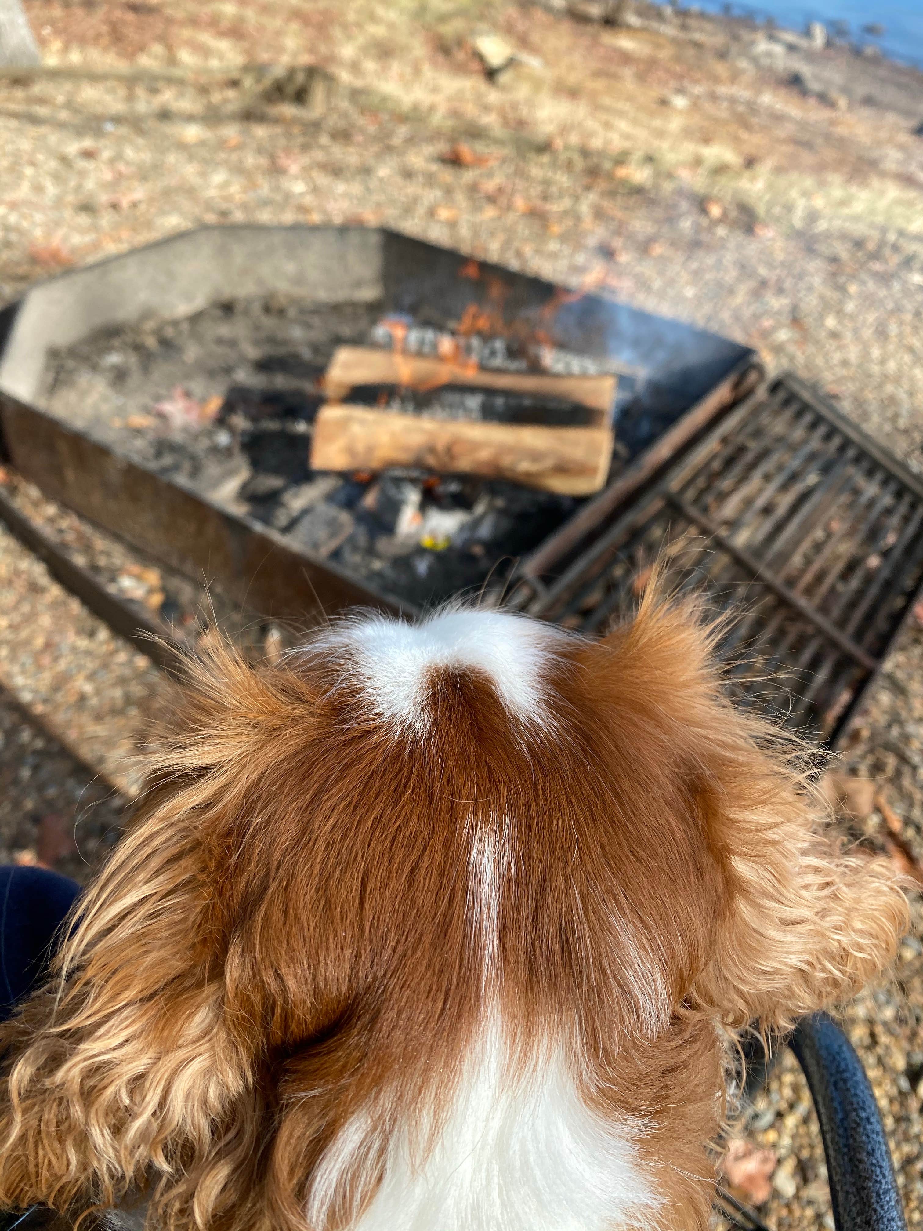 Des L.'s photo of camping with pets at Johnson Creek Camp near Easton, TX