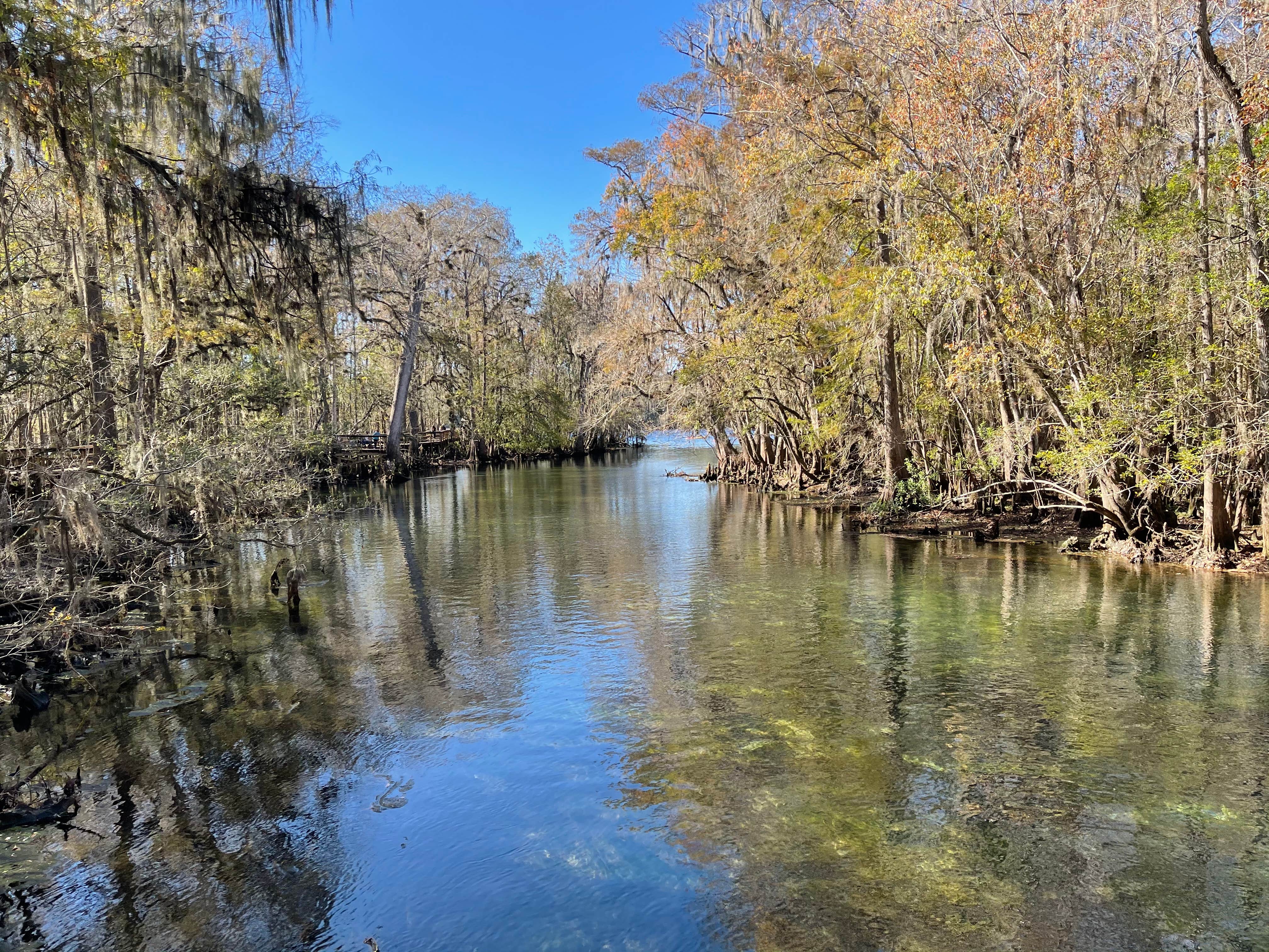 Camper-submitted photo at Manatee Springs State Park Campground in Florida