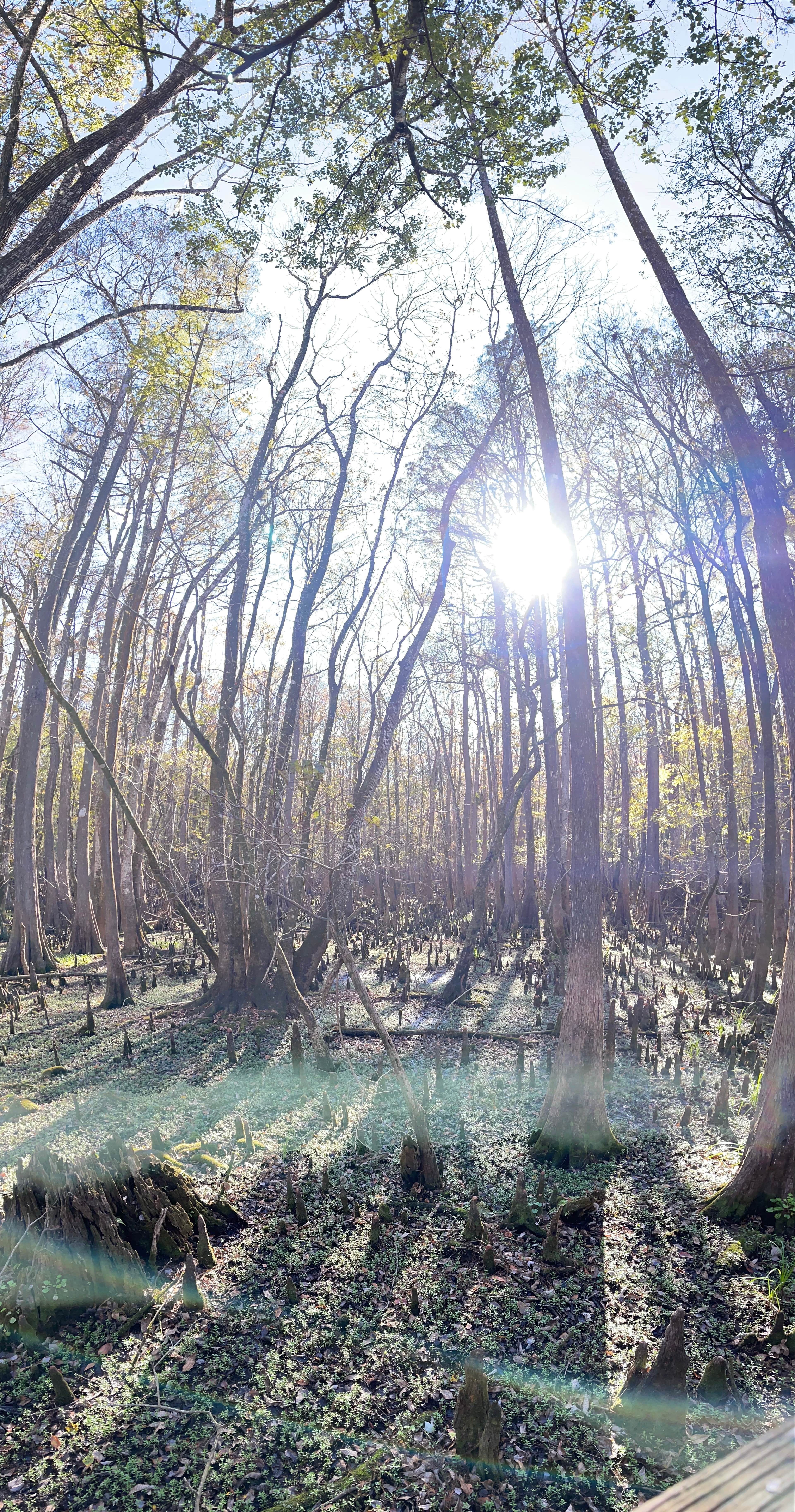 Camper-submitted photo at Manatee Springs State Park Campground in Florida