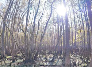 Manatee Springs State Park Campground