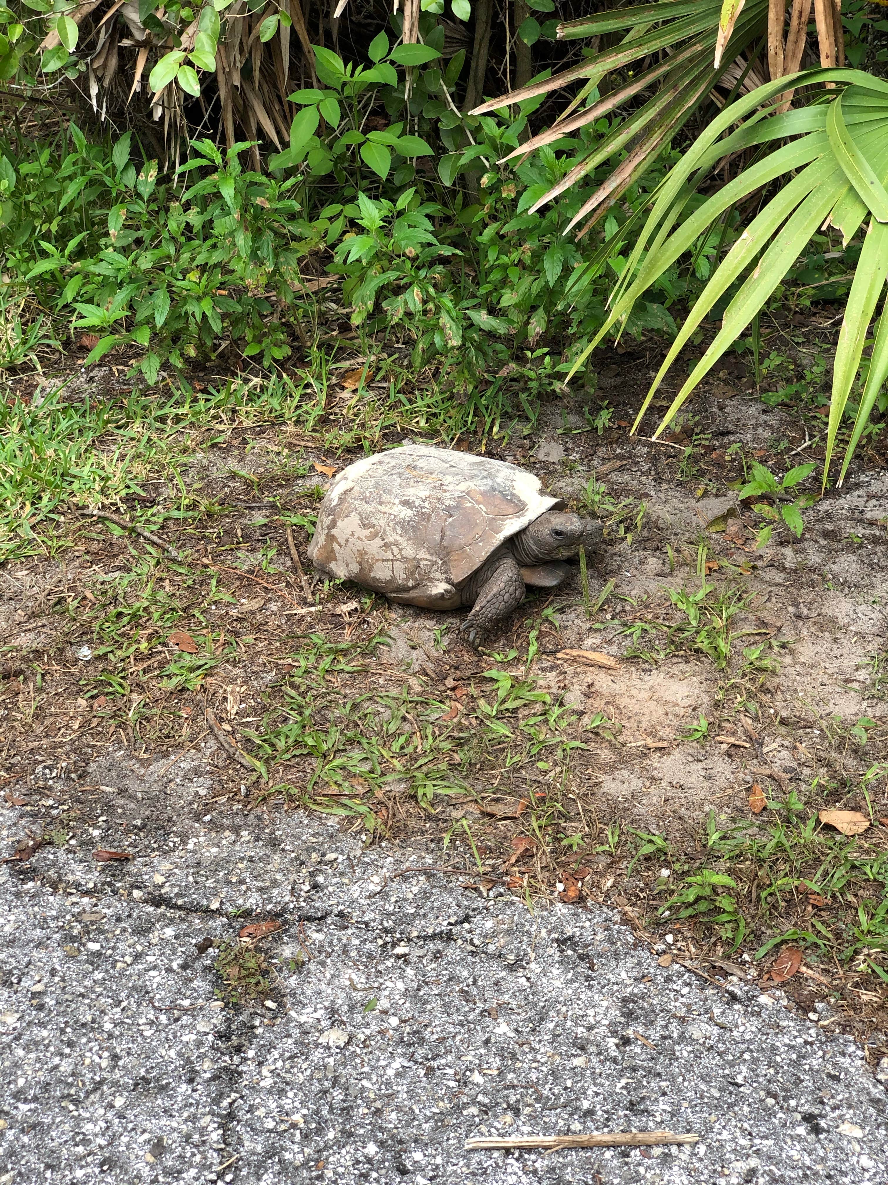 Camper-submitted photo at Little Manatee River State Park Campground near Elkton, FL