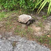 Review photo of Little Manatee River State Park Campground by Shaun C., December 7, 2020