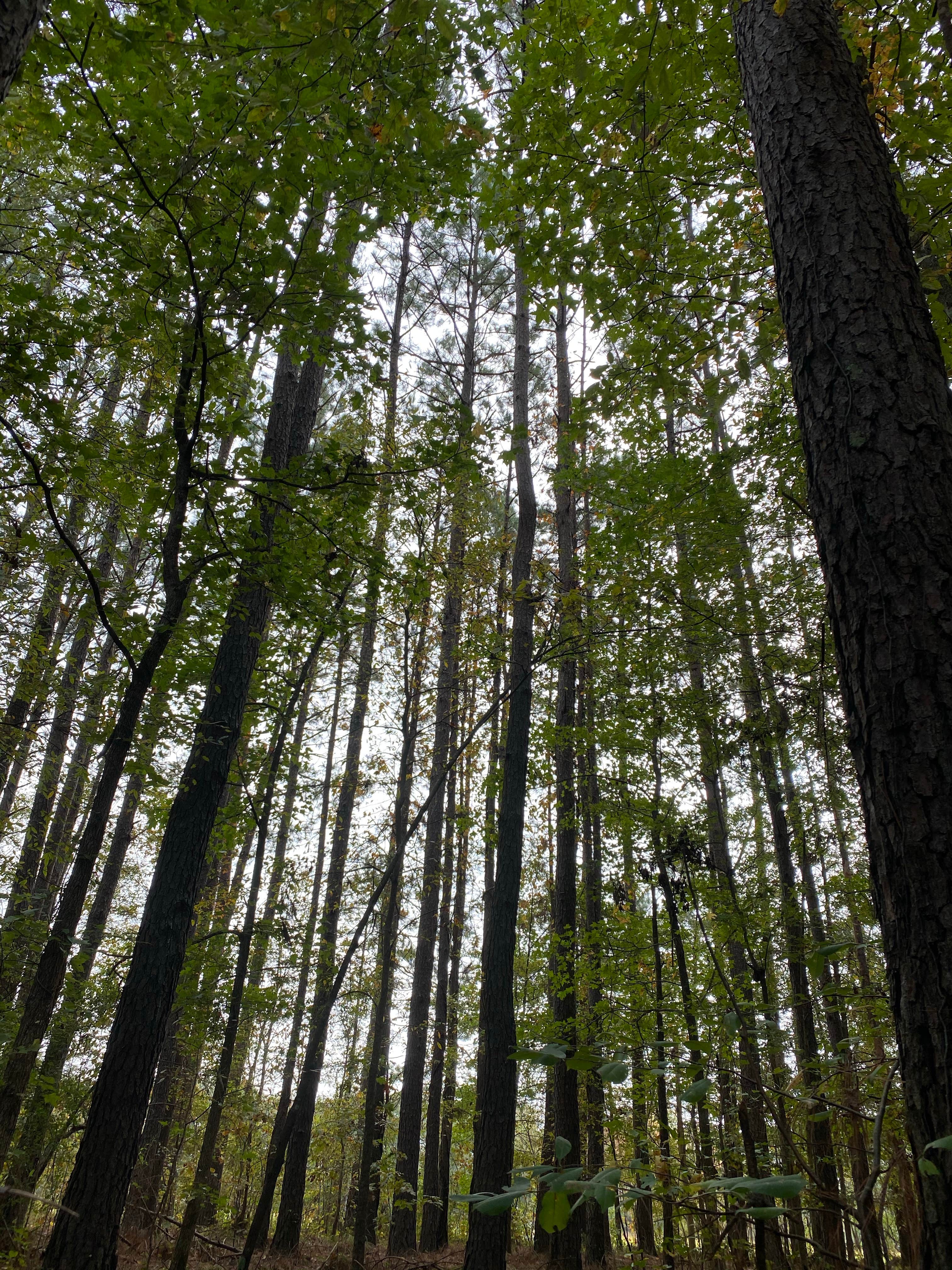 Camper-submitted photo at Brad's Old Ferry Landing Campground & RV Park near Sicily Island, LA