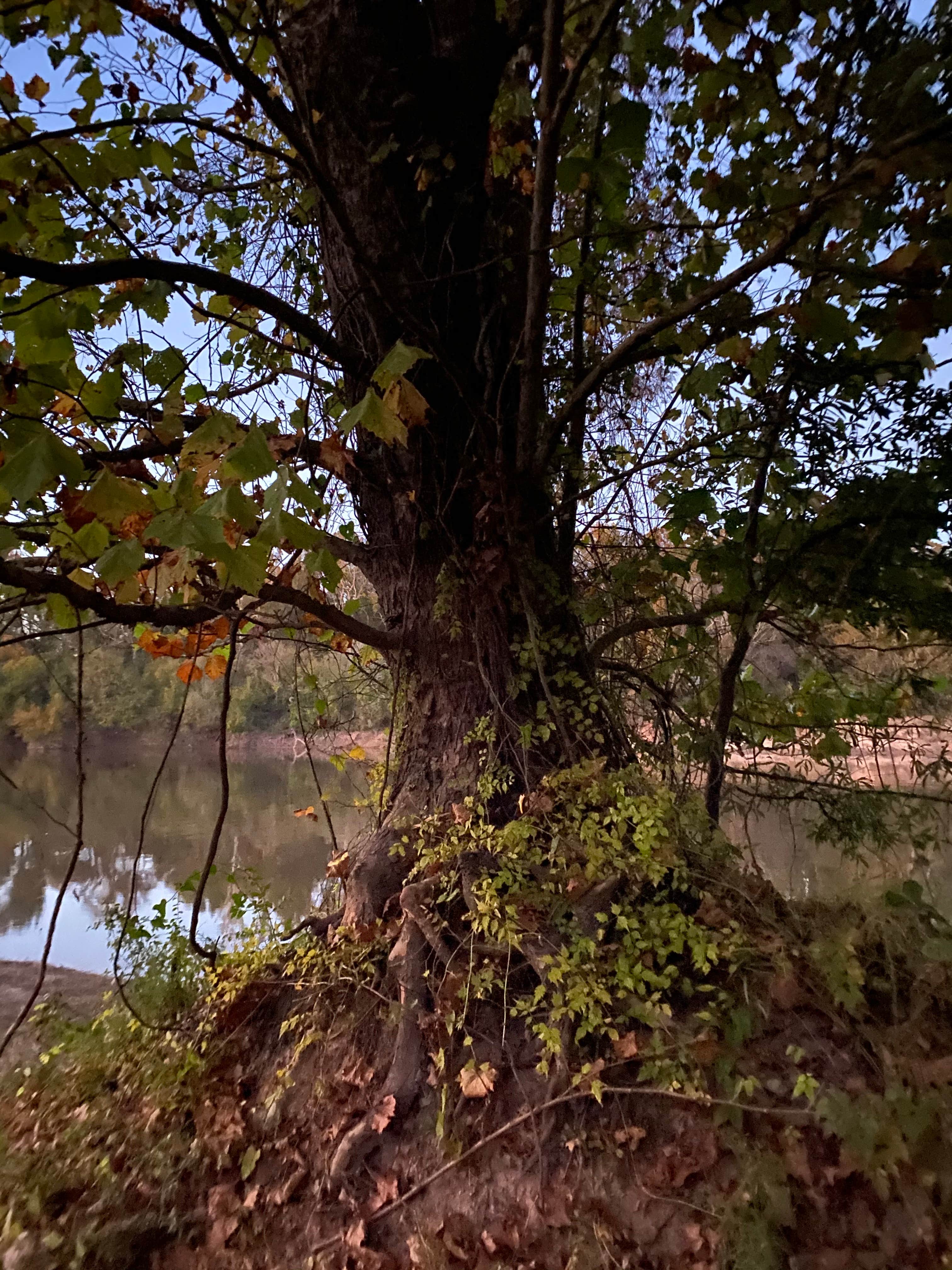 Camper-submitted photo at Brad's Old Ferry Landing Campground & RV Park near Sicily Island, LA