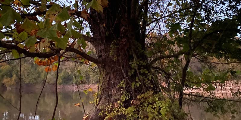 Camper submitted image from Brad's Old Ferry Landing Campground & RV Park