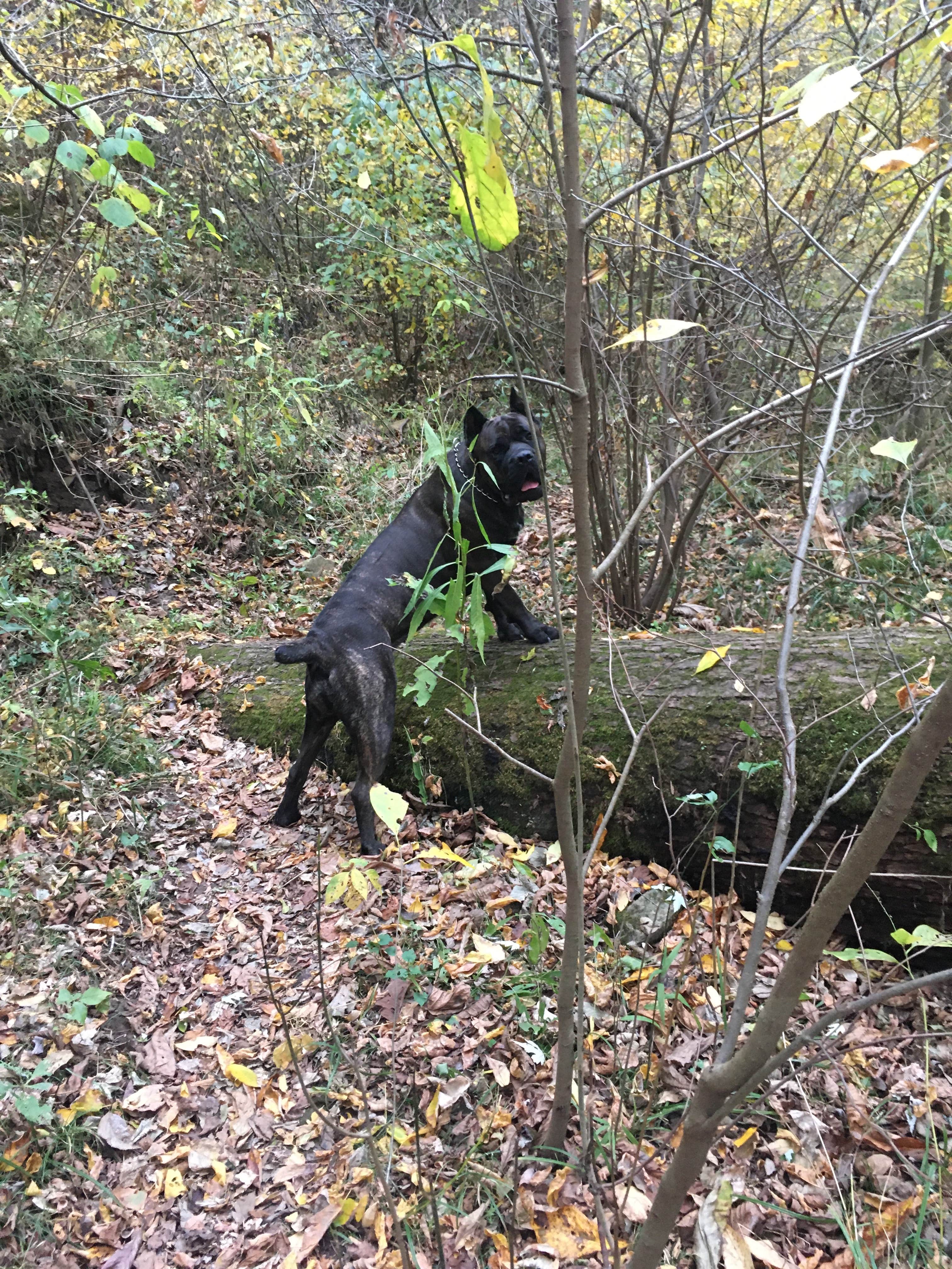 kj H.'s photo of camping with pets at Ozark Campground — Buffalo National River near Buffalo National River