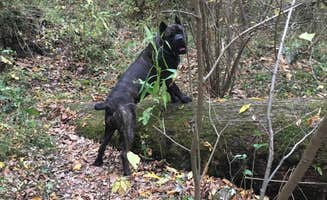 kj H.'s photo of camping with pets at Ozark Campground — Buffalo National River near Witts Springs, AR