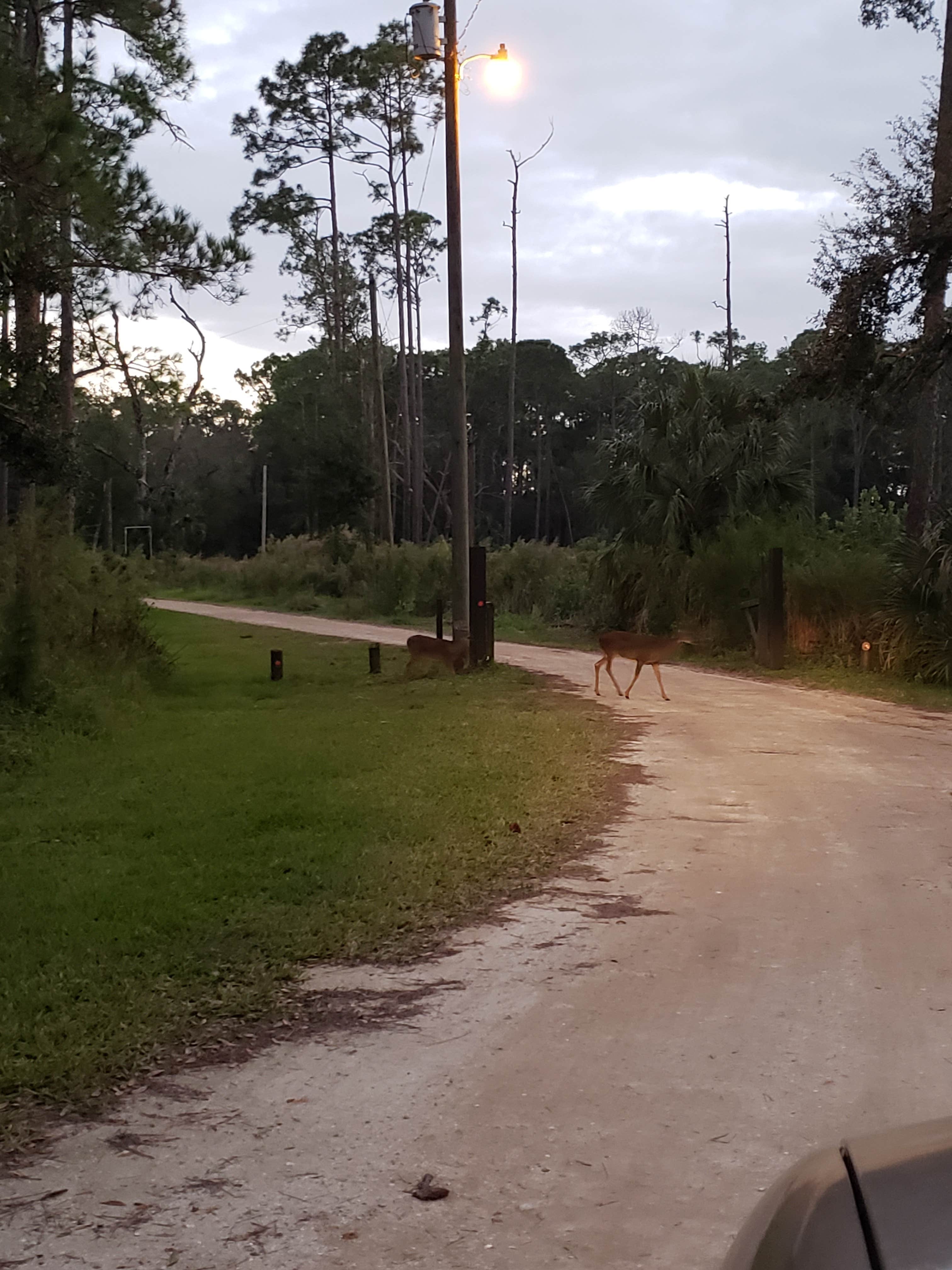 Camping near Buttonwood Bay RV Resort, A Sun RV Resort: Highlands Hammock State Park Campground, Sebring, Florida
