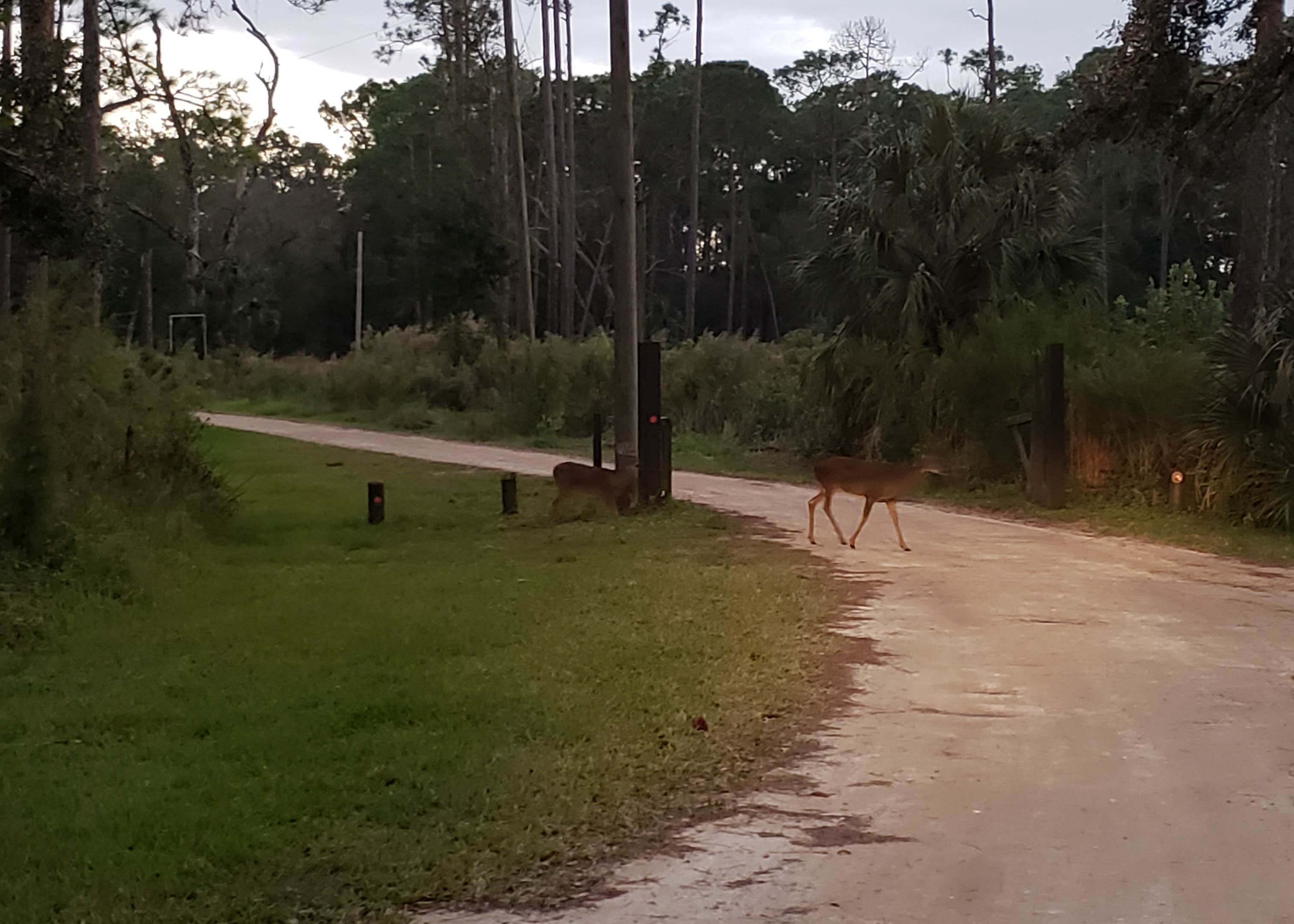 Highlands Hammock State Park Camping The Dyrt