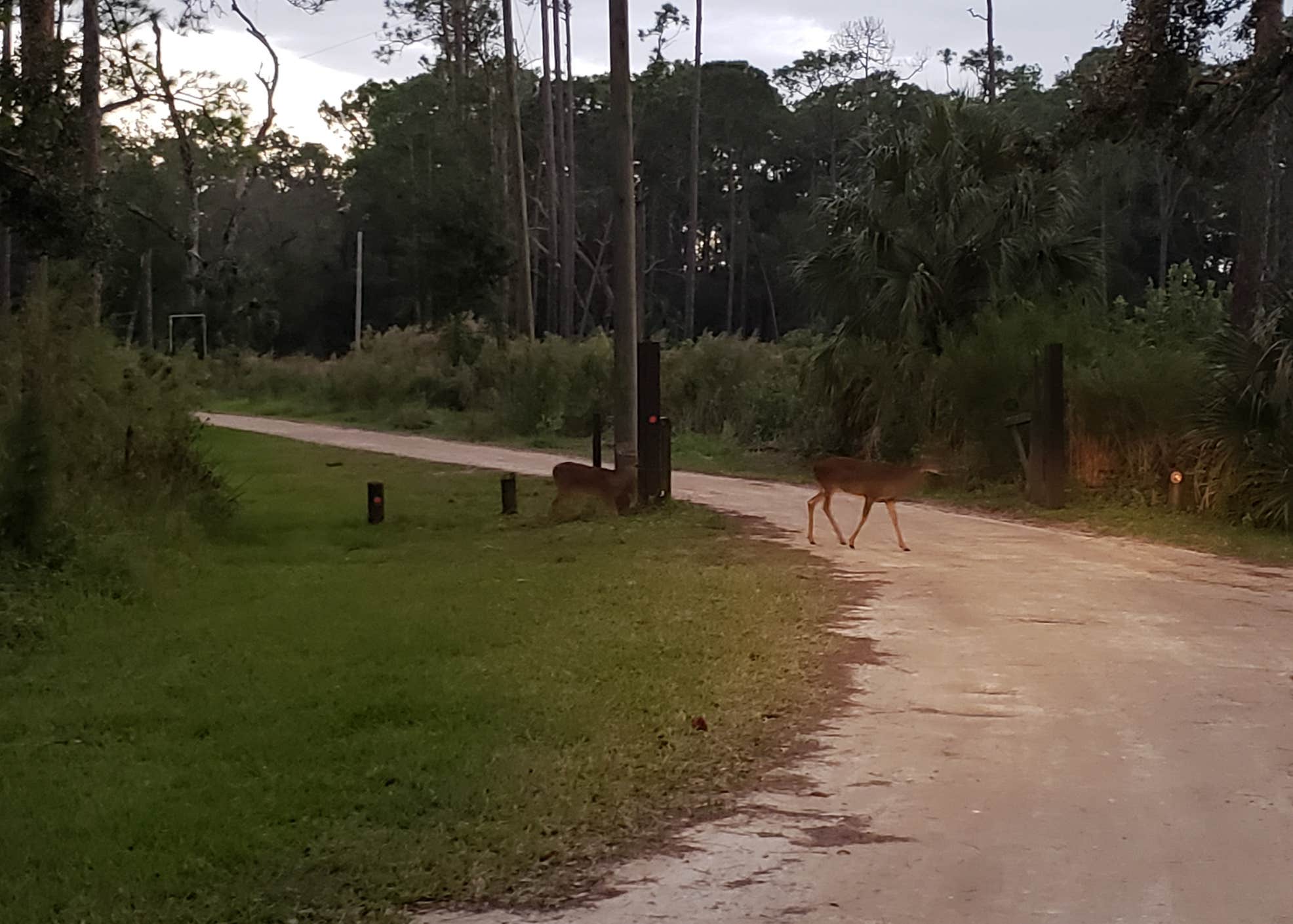 Highlands Hammock State Park Camping The Dyrt