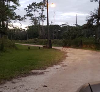 Camper-submitted photo from Alafia River State Park Campground