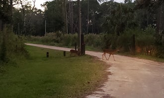 Camping near Istokpoga Canal Boat Ramp And Campsite: Highlands Hammock State Park, Sebring, Florida