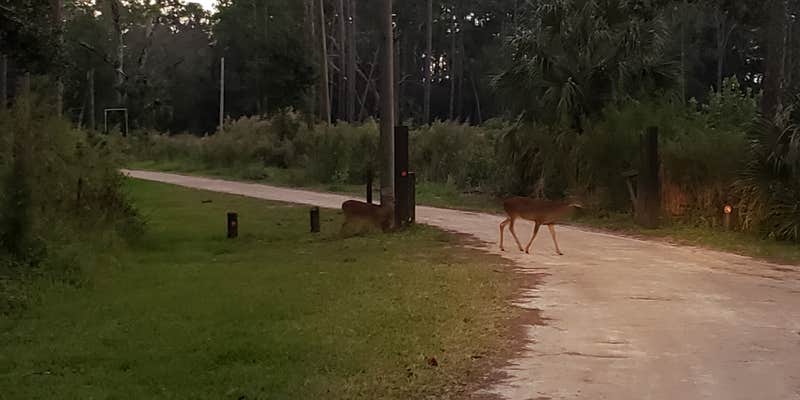 Camper submitted image from Highlands Hammock State Park Campground
