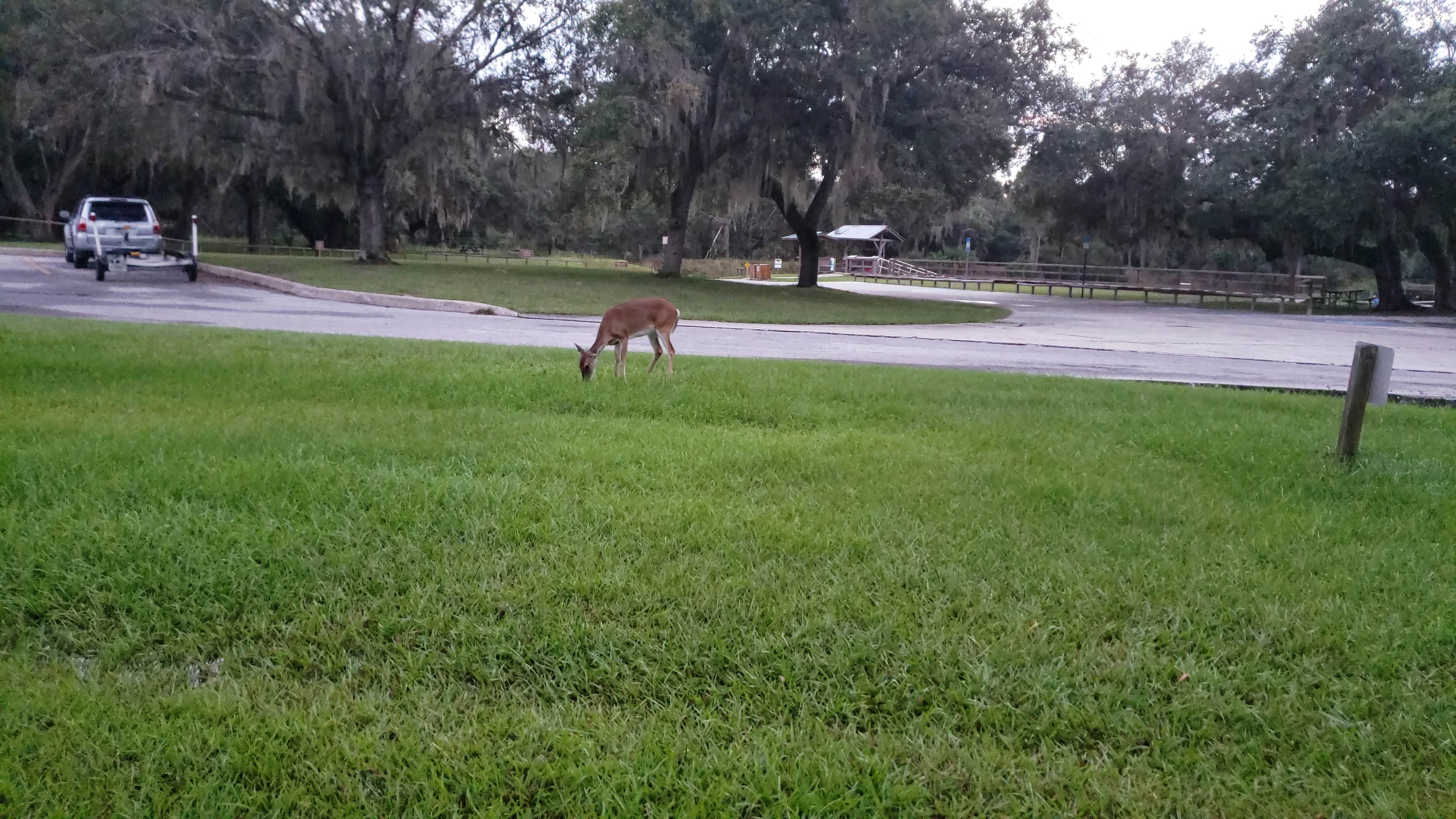 Stephanie G.'s photo of camping with a horse at Lake Kissimmee State Park Campground near Kenansville, FL