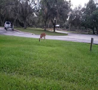 Camper-submitted photo from Lake Kissimmee State Park Campground