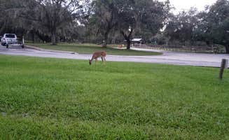 Stephanie G.'s photo of camping with a horse at Lake Kissimmee State Park Campground near Killarney, FL