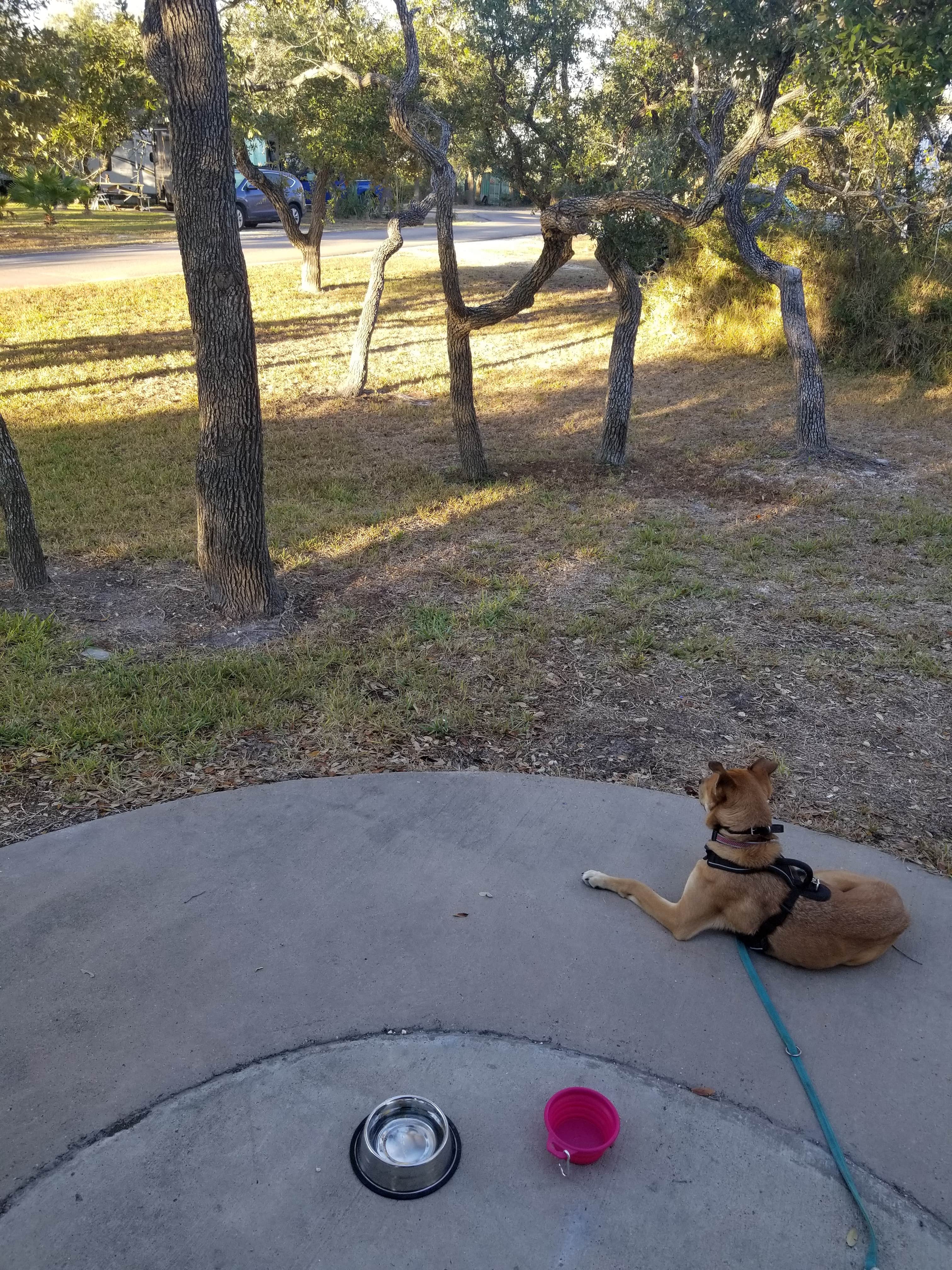 Elizabeth N.'s photo of camping with pets at Enchanted Oaks RV Park near Padre Island National Seashore