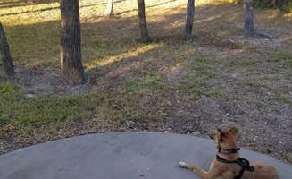 Elizabeth N.'s photo of camping with pets at Enchanted Oaks RV Park near Padre Island National Seashore