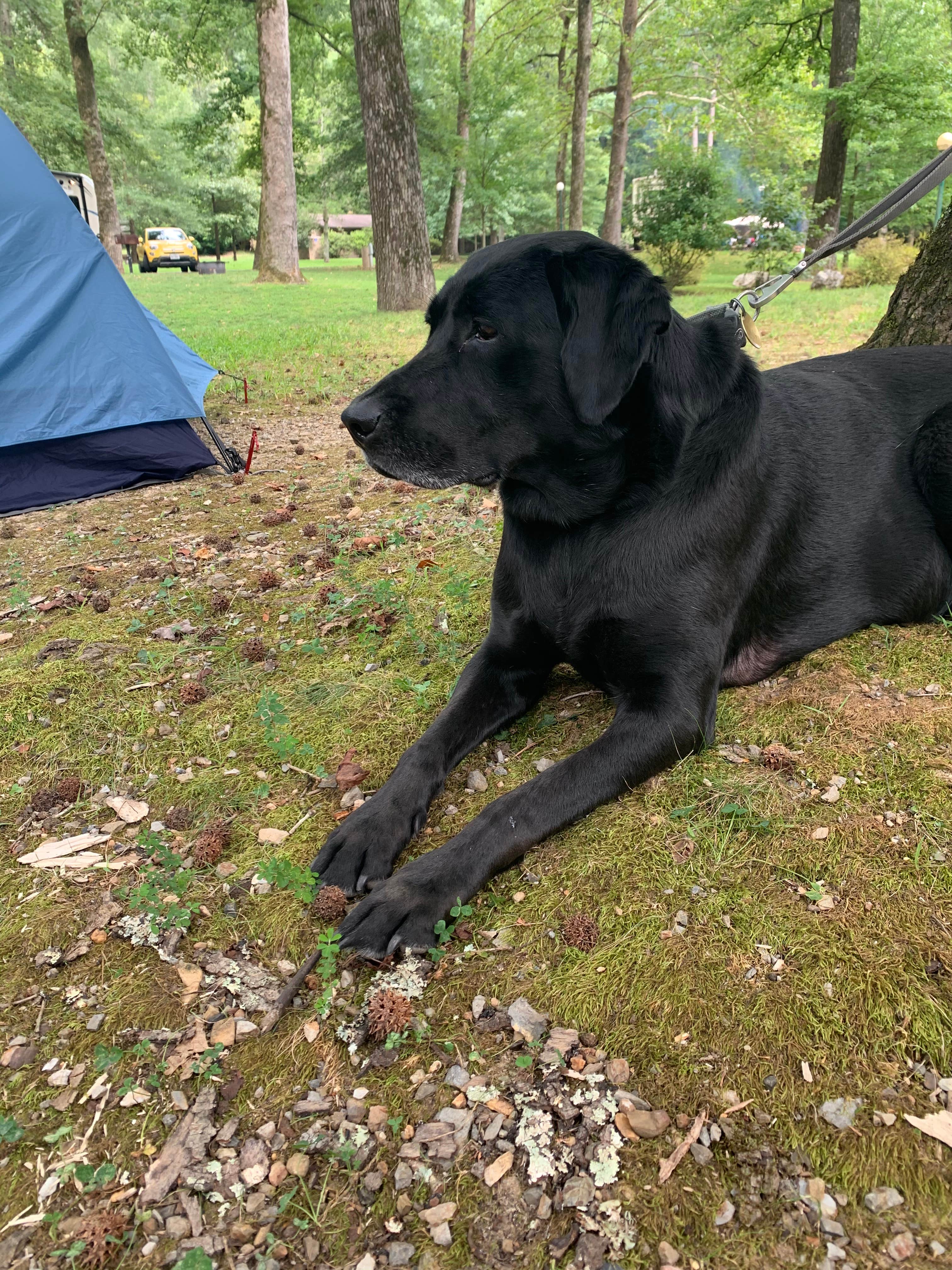 Elizabeth G.'s photo of camping with pets at Gulpha Gorge Campground — Hot Springs National Park near Hot Springs, AR