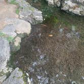 Review photo of Gulpha Gorge Campground — Hot Springs National Park by Elizabeth G., December 9, 2020