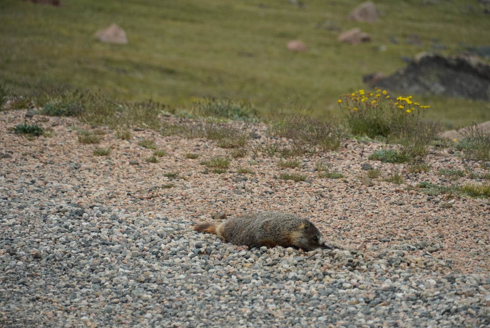 Camping near Rock Creek Dispersed: Lily Lake - TEMPORARILY CLOSED, Cooke City, Wyoming