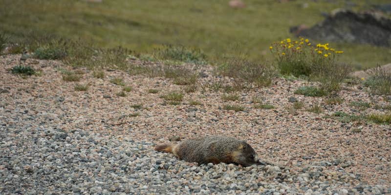 Camper submitted image from Lily Lake - TEMPORARILY CLOSED