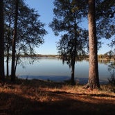 Review photo of Sam Houston National Forest Cagle Recreation Area by Tim H., December 9, 2020