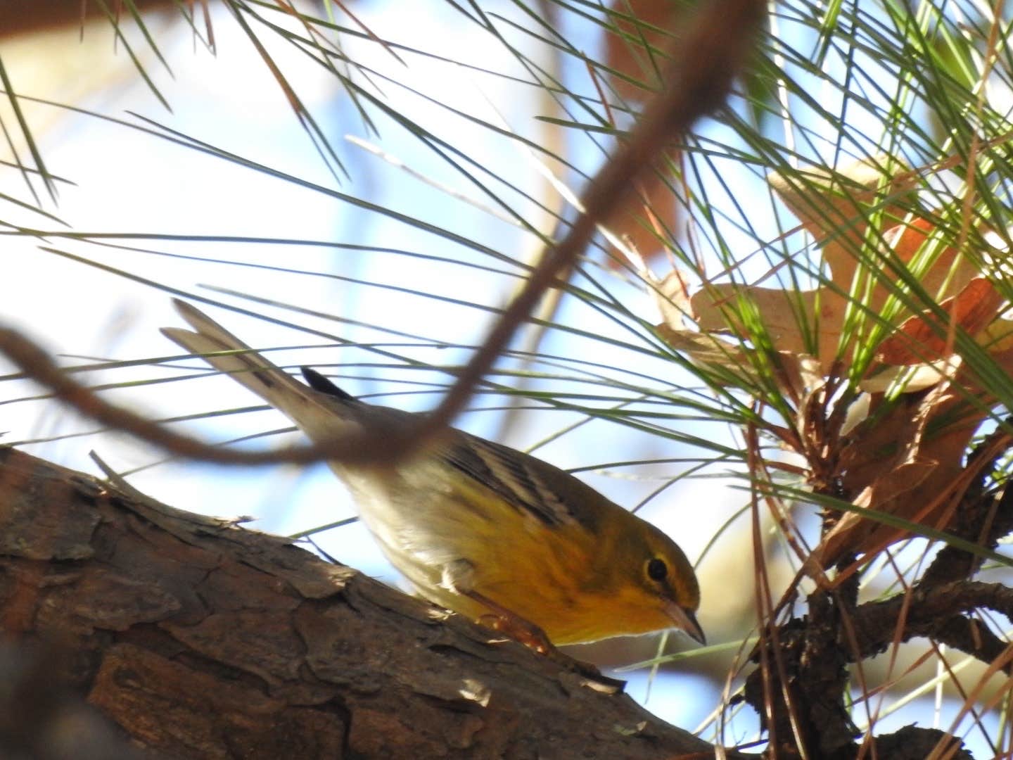 Camper-submitted photo at Sam Houston National Forest Cagle Recreation Area near New Waverly, TX