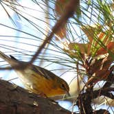 Review photo of Sam Houston National Forest Cagle Recreation Area by Tim H., December 9, 2020