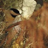 Review photo of Sam Houston National Forest Cagle Recreation Area by Tim H., December 9, 2020