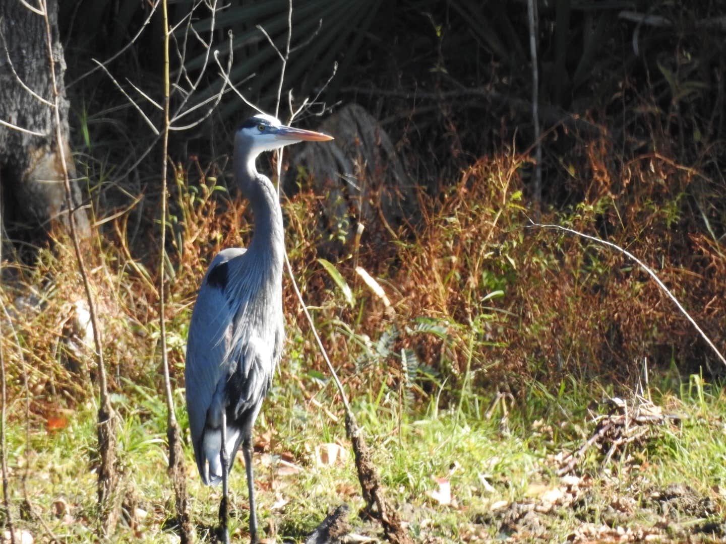 Camper-submitted photo at Sam Houston National Forest Cagle Recreation Area near New Waverly, TX