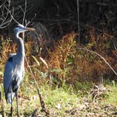 Review photo of Sam Houston National Forest Cagle Recreation Area by Tim H., December 9, 2020