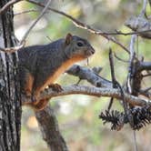 Review photo of Sam Houston National Forest Cagle Recreation Area by Tim H., December 9, 2020