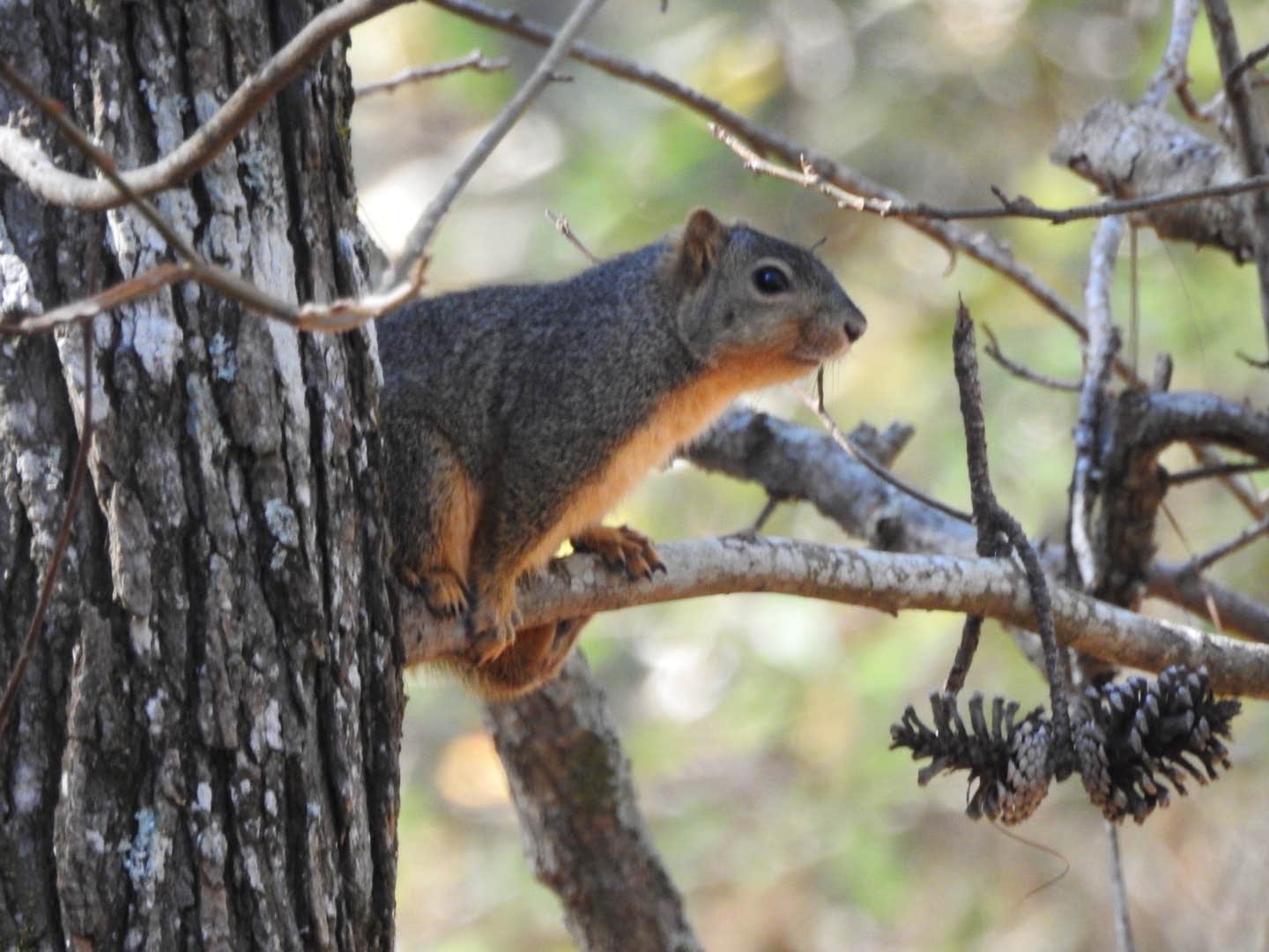 Camper submitted image from Sam Houston National Forest Cagle Recreation Area - 1