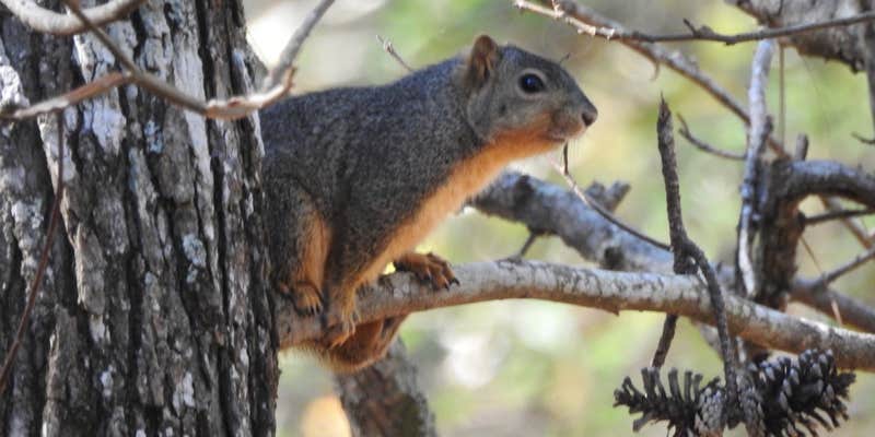 Camper submitted image from Sam Houston National Forest Cagle Recreation Area