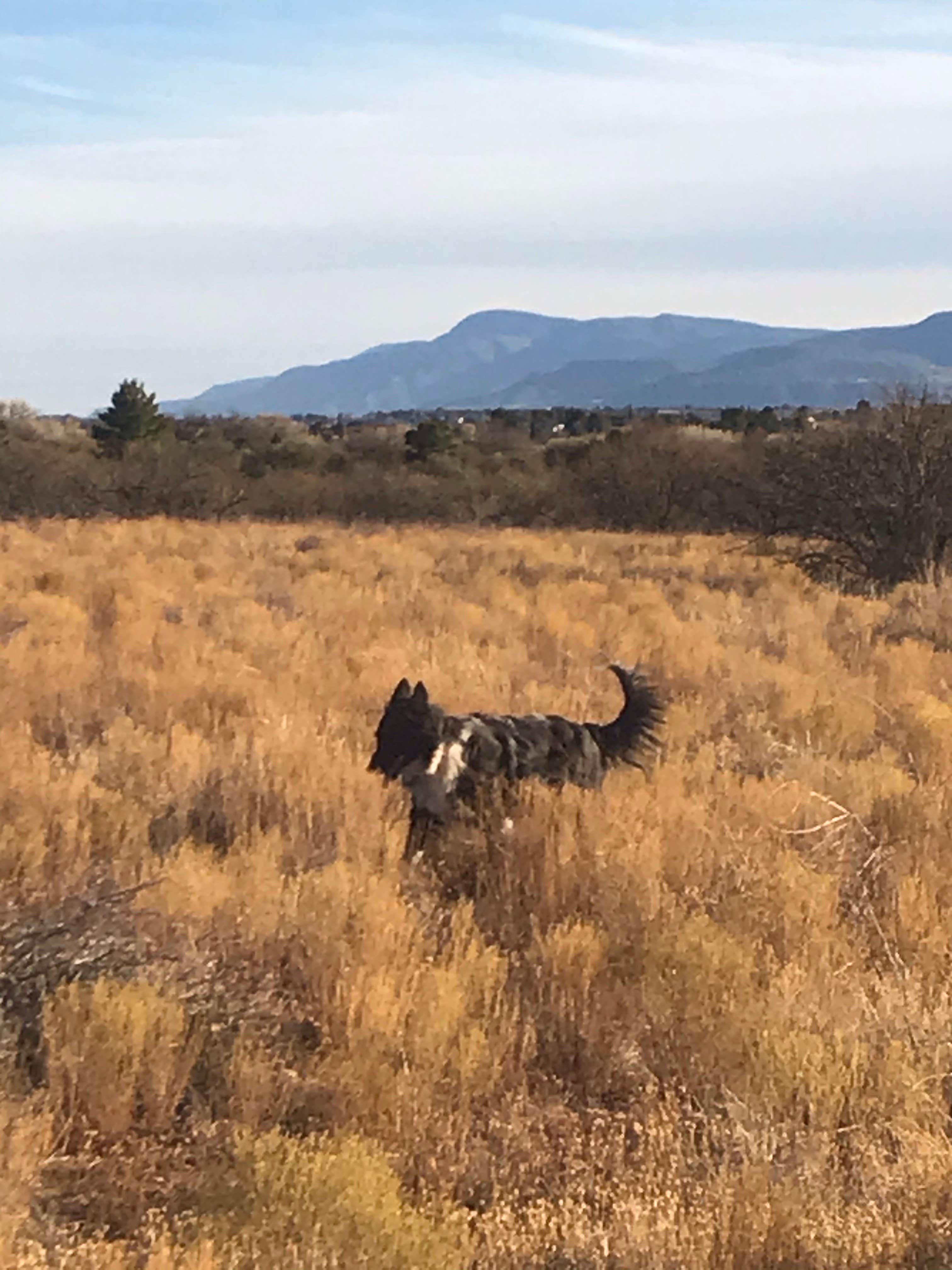 Camper-submitted photo at Dead Horse Ranch State Park Campground near Cottonwood, AZ