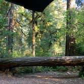 Review photo of Jedidiah Smith Campground — Redwood National Park by Astrid Q., December 10, 2020